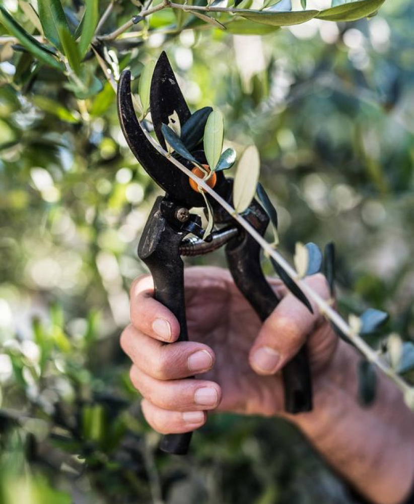 Studio de direction artistique Paris, identité visuelle et packaging, projet Yapapi, producteur d'huile d'olive grecque par Halley&Co