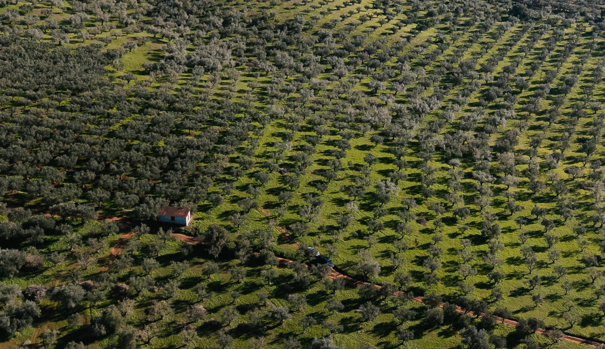 Studio de direction artistique Paris, identité visuelle et packaging, projet Yapapi, producteur d'huile d'olive grecque par Halley&Co