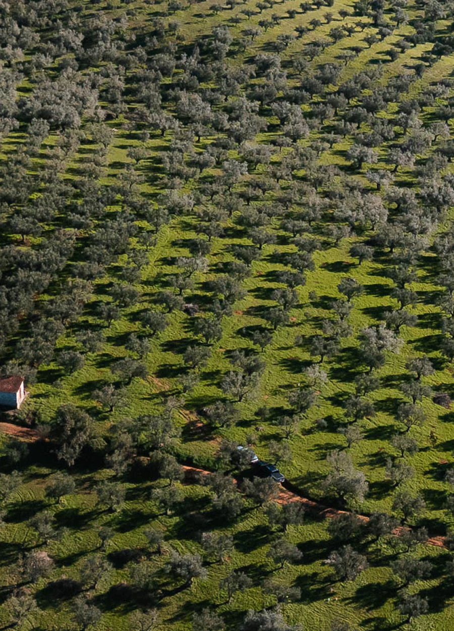 Studio de direction artistique Paris, identité visuelle et packaging, projet Yapapi, producteur d'huile d'olive grecque par Halley&Co