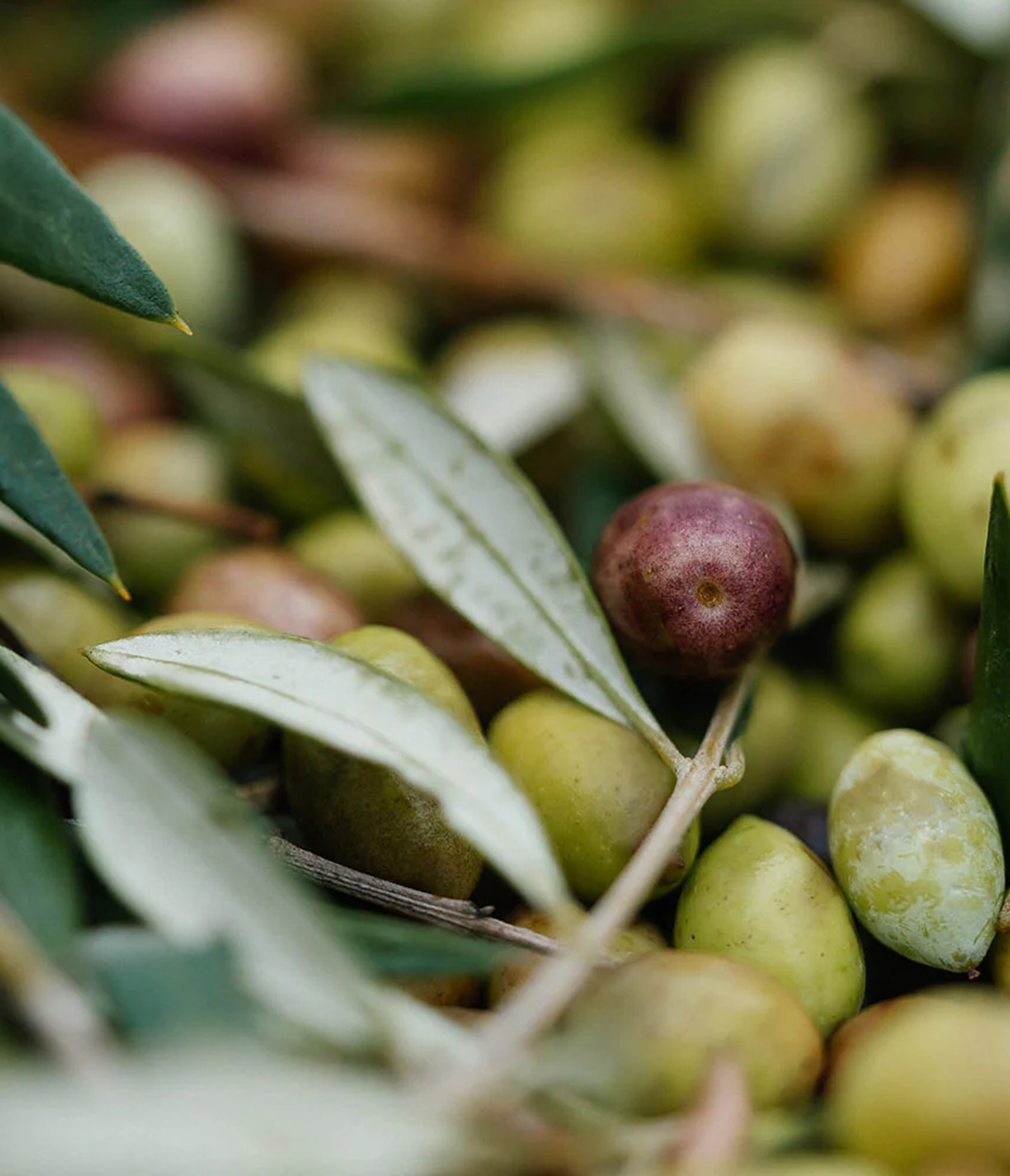 Studio de direction artistique Paris, identité visuelle et packaging, projet Yapapi, producteur d'huile d'olive grecque par Halley&Co
